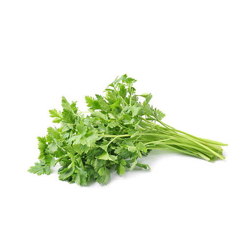 FRESH CORIANDER 100G