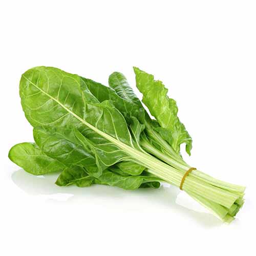 FRESH CHARD 250G