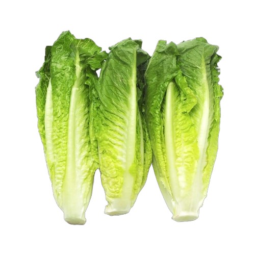 VVF ROMAINE LETTUCE PACK