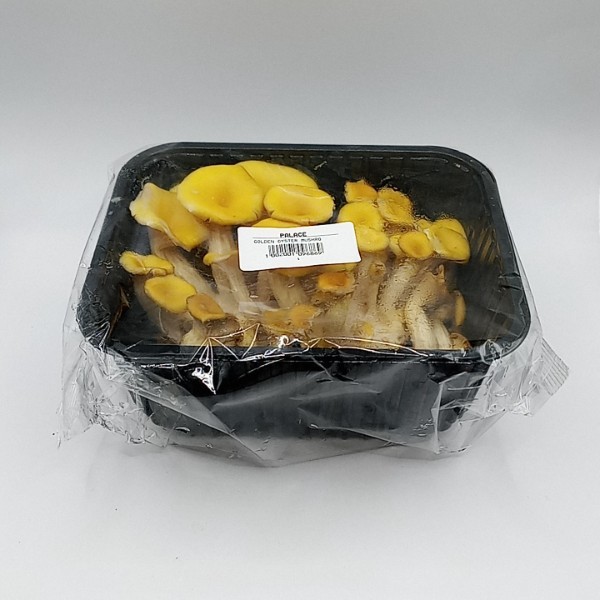 GOLDEN OYSTER MUSHROOM 250 G FC