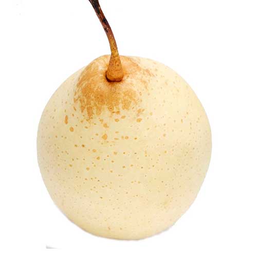 AVOCADO KG TSAL