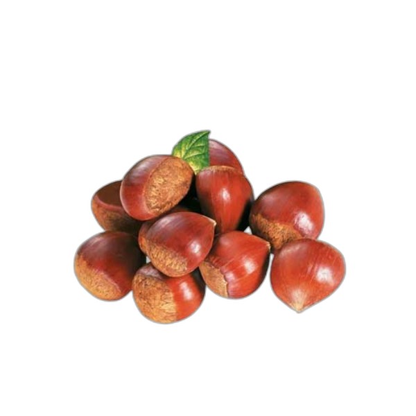 LEB FRESH CHESTNUT KG
