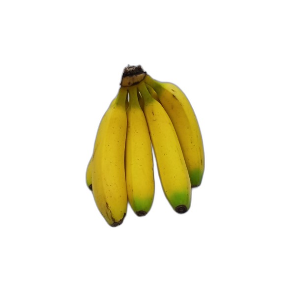 EXPORT BANANA 18CM.