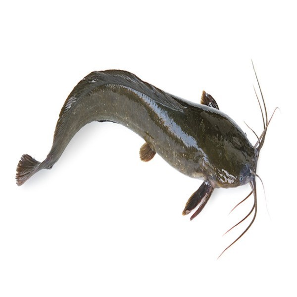 LIVE CATFISH KG