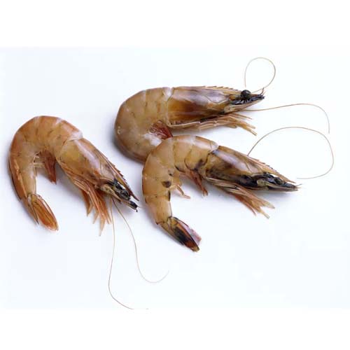 SHRIMP KG