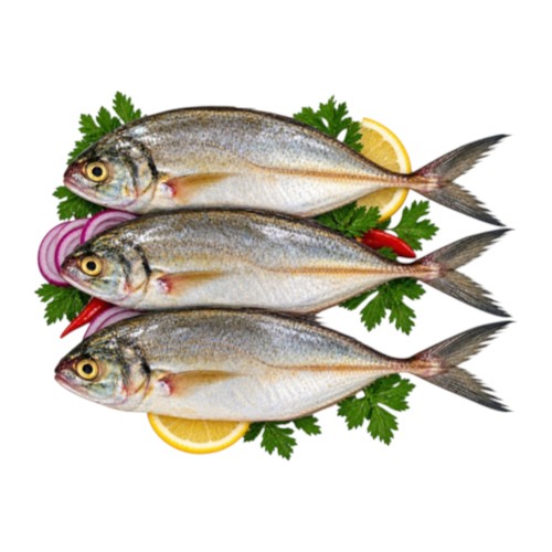 HORSE MACKEREL KG