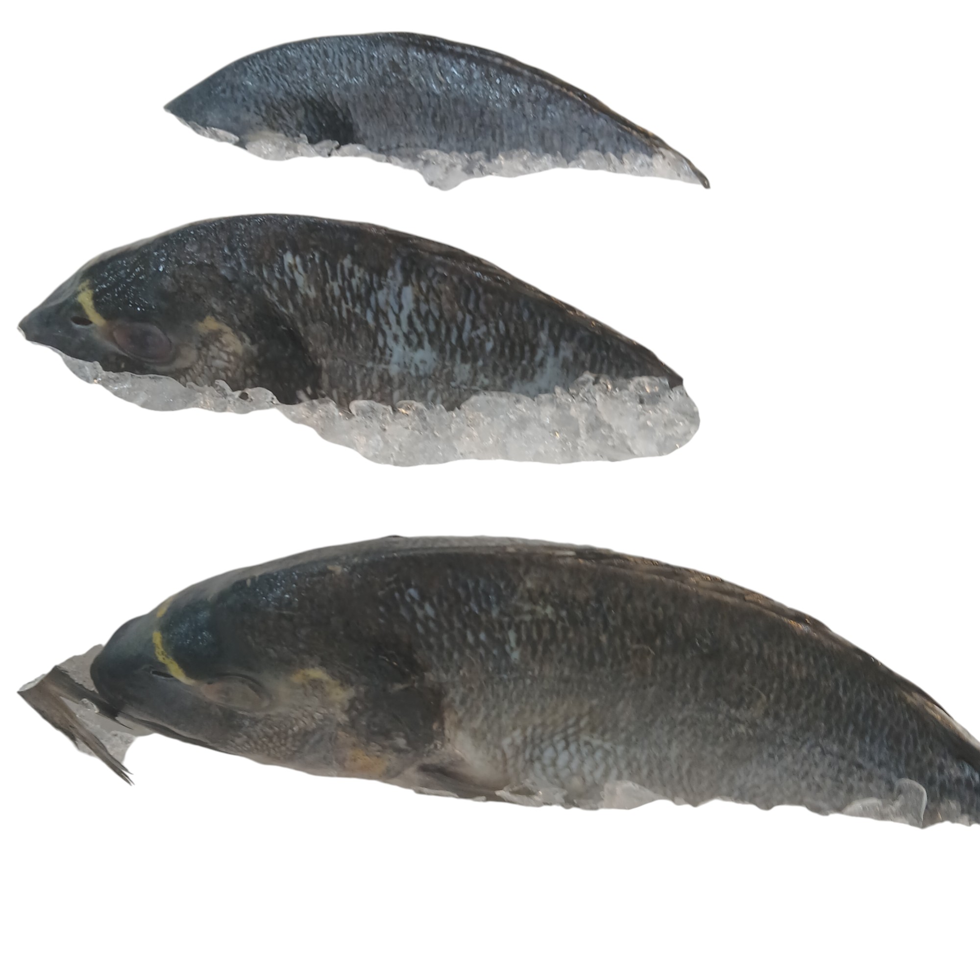 HOL SEABREAM KG