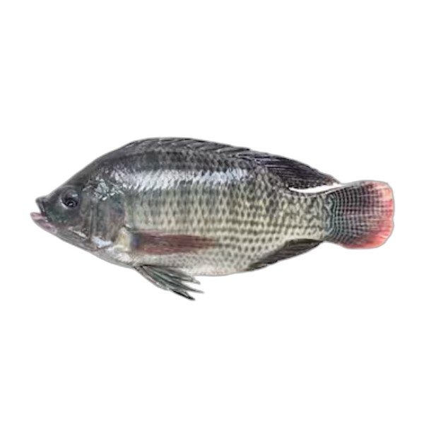 TILAPIA FISH KG