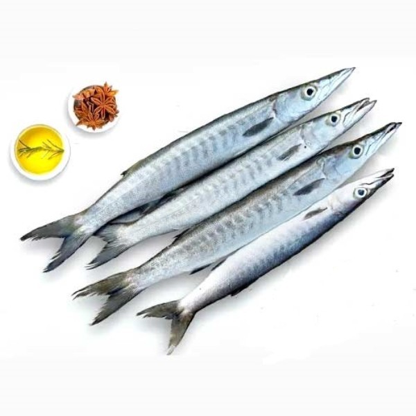 BARRACUDA FISH KG