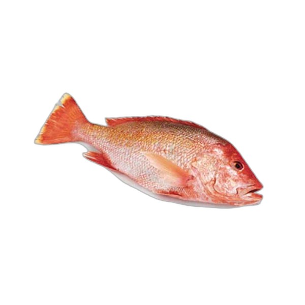 RED SNAPPER FISH KG