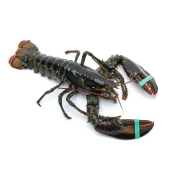 LOBSTER KG