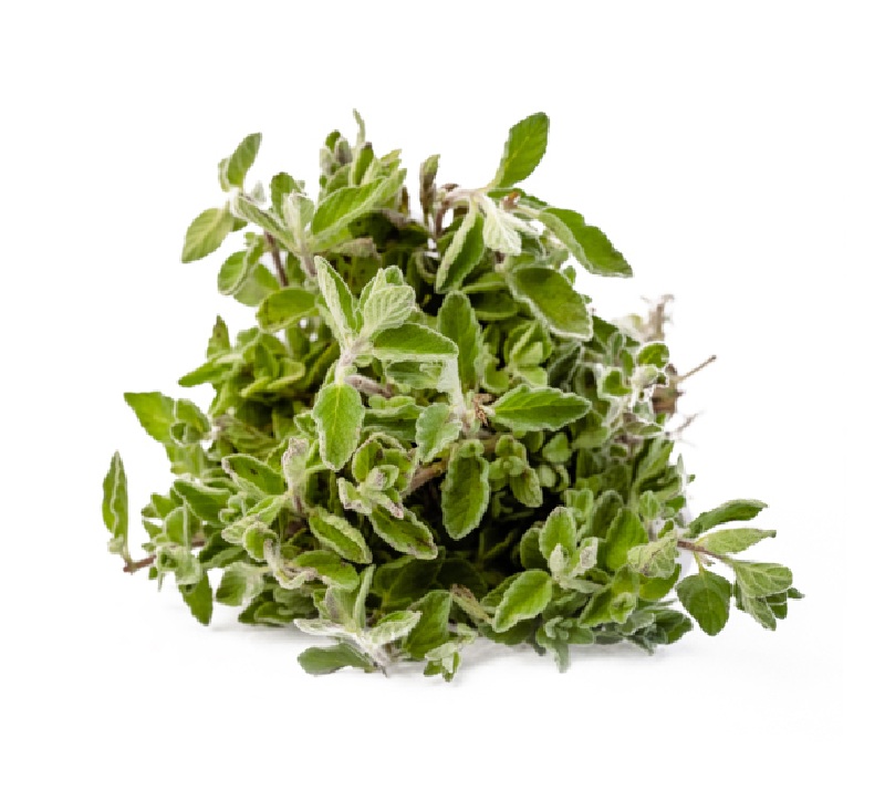 LEB FRESH WILD THYME ZAATAR