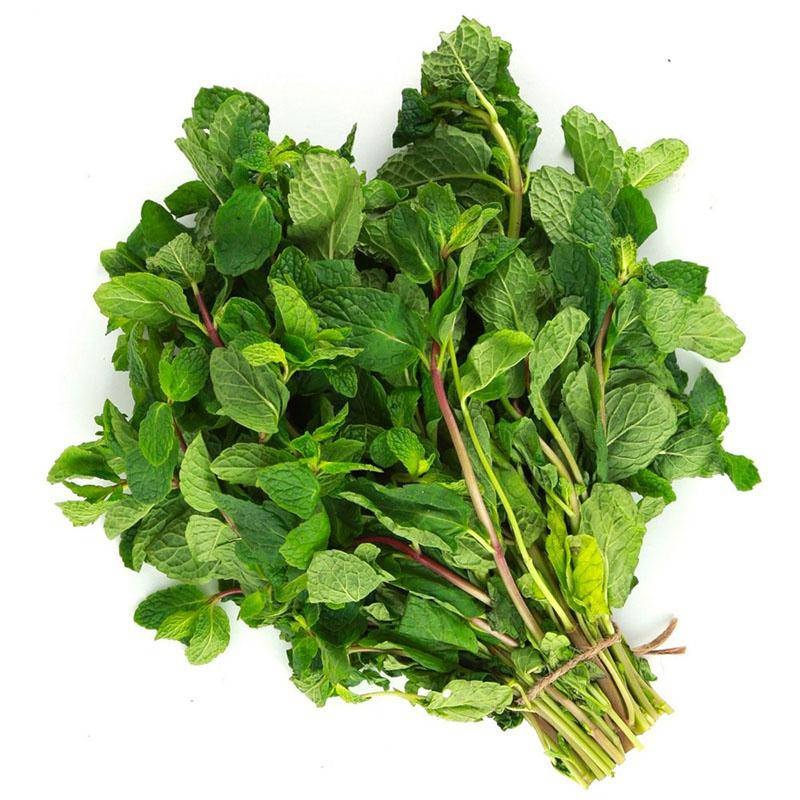 LEB FRESH MINT