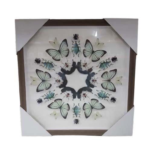PICTURE FRAME 40X40CM INSECTS.