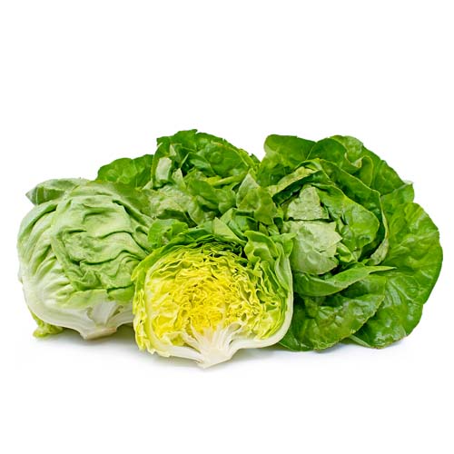 LARGE BOSTON LETTUCE