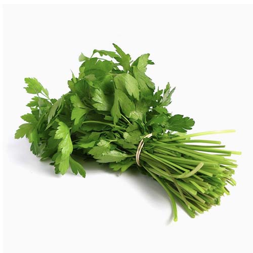 CORIANDER BUNDLE