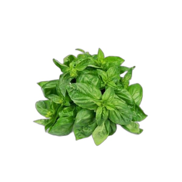 BASIL PUNNET