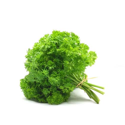 CURLY PARSLEY BUNDLE