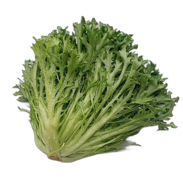 FRISEE LETTUCE GREEN