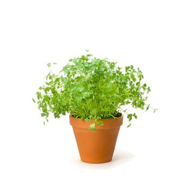 CHERVIL POT