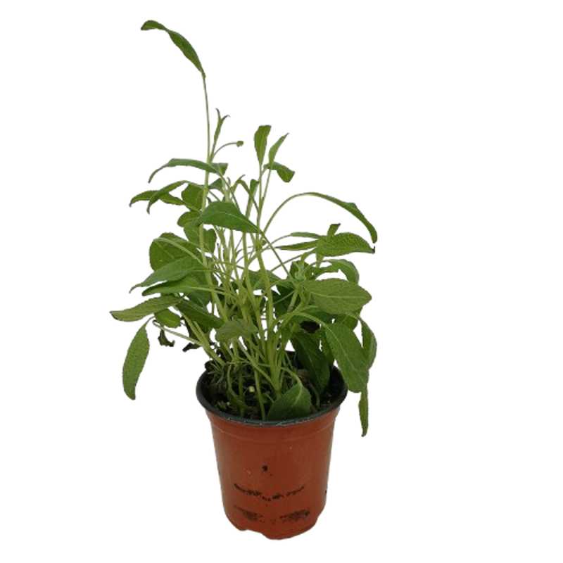 ORGANIC SAGE POT