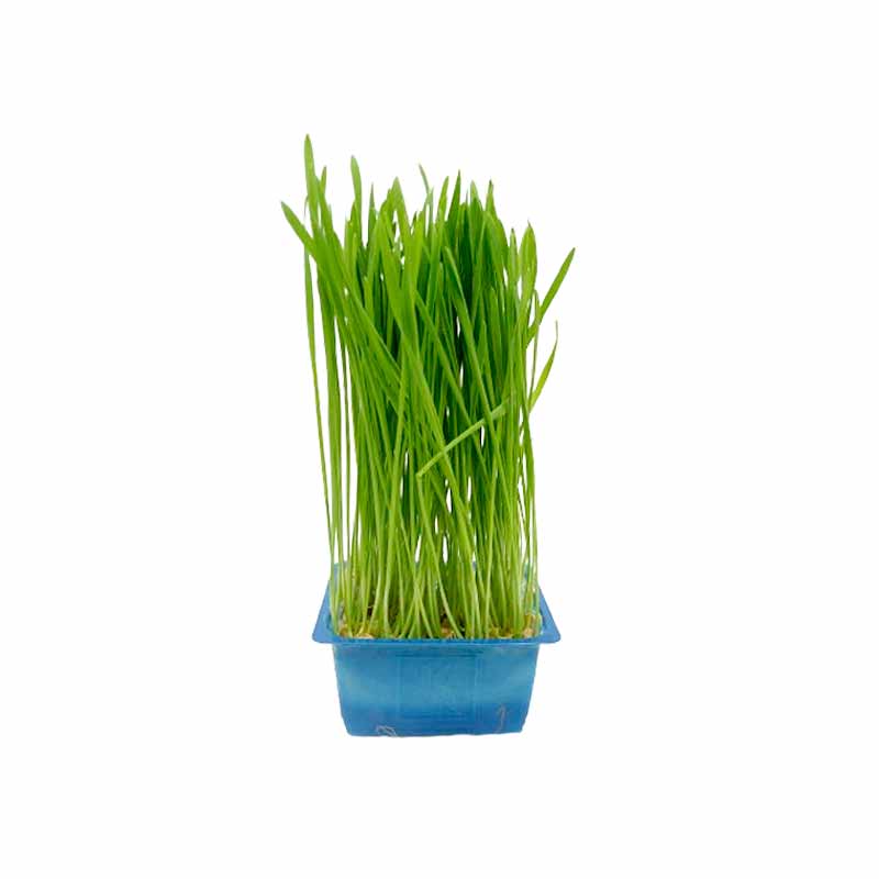 WHEATGRASS CRESS