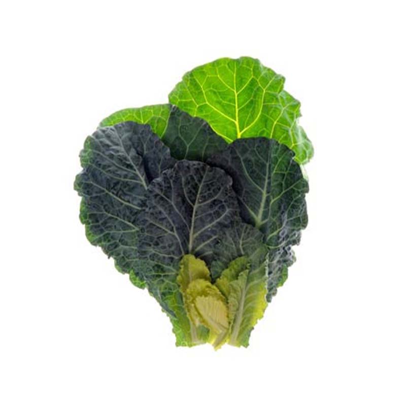 MALF ENGLISH GIANT COLLARD