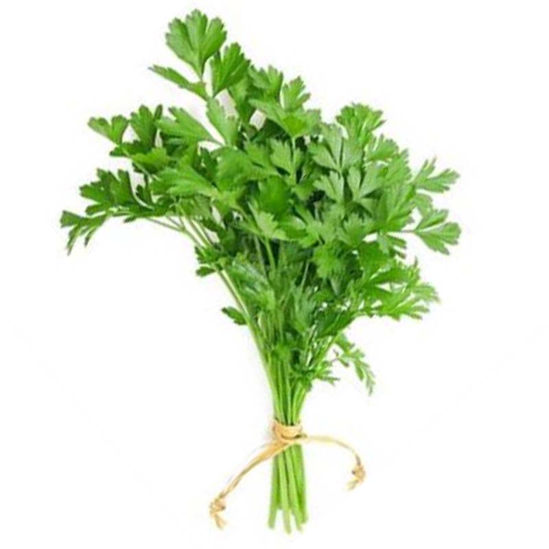 MALF CORIANDER