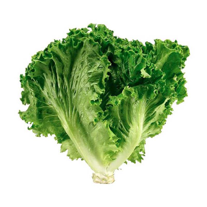 MALF LETTUCE