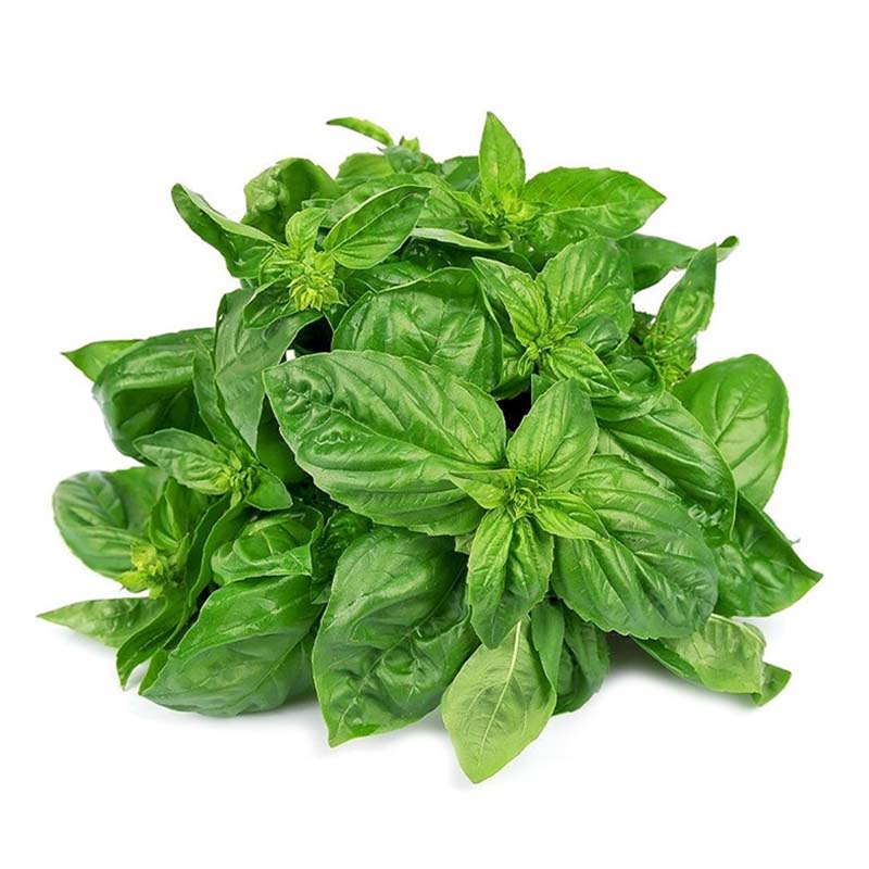 SPARG BASIL PACK