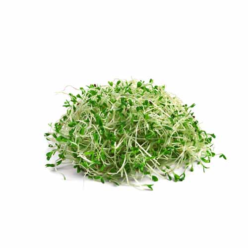 ALFALFA SPROUTS 100G