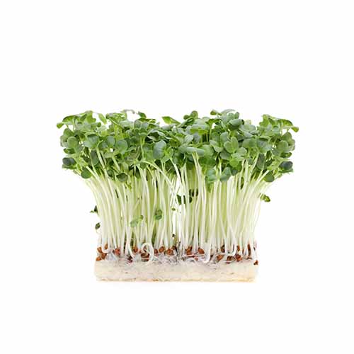 GREEN RADISH SPROUTS