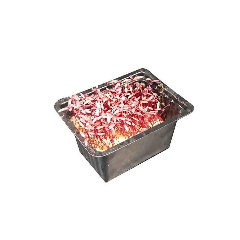 RED AMARANTH CRESS