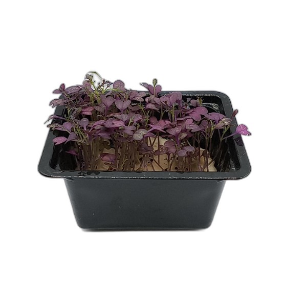 RED MUSTARD CRESS