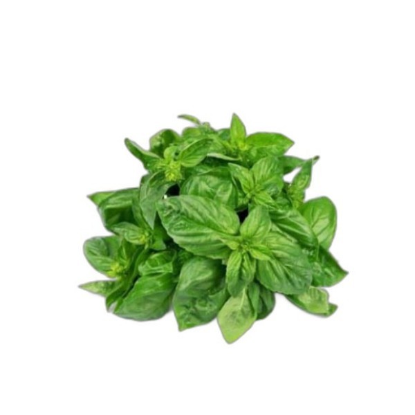 BASIL PUNNETS