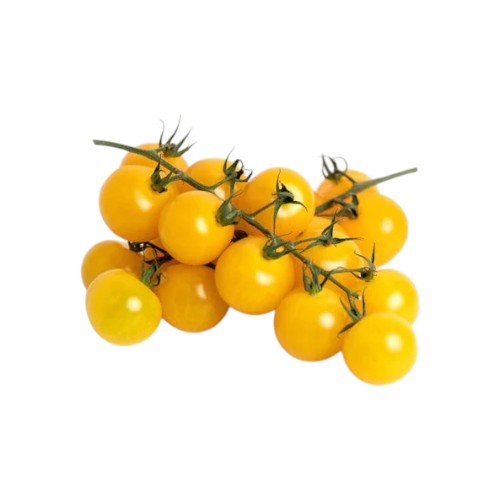 MINI YELLOW CHERRY TOMATOES ON VINE